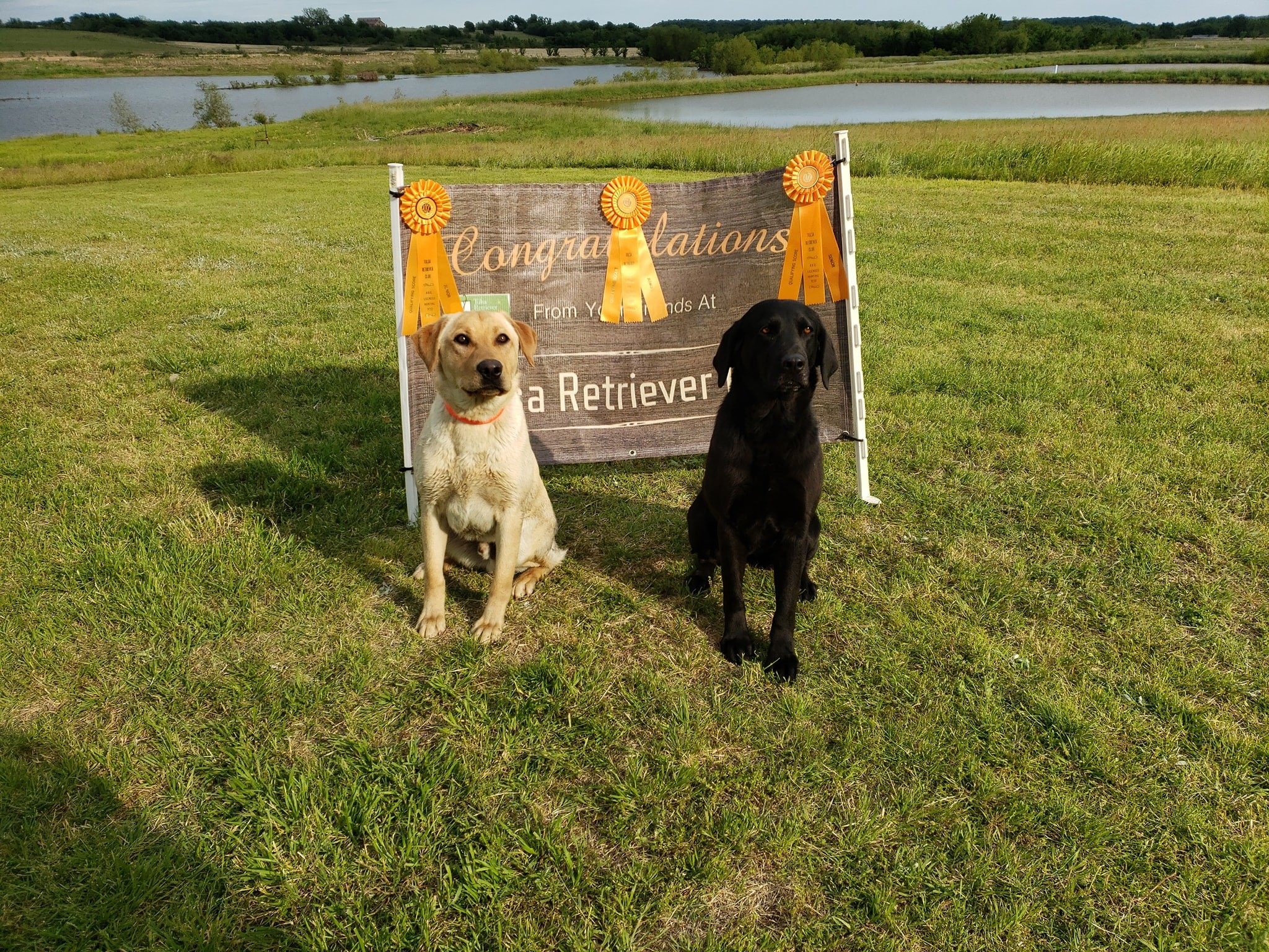 Yellow Lab and Black Lab in front of Tulsa Retriever Club Banner and Ribbons